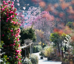 Startseite: Ein von rosa Blumen und Bäumen gesäumter Weg auf der Startseite.